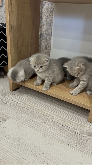 Котята веслоушки