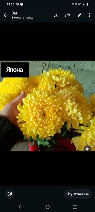 Сажанцы хризантемы