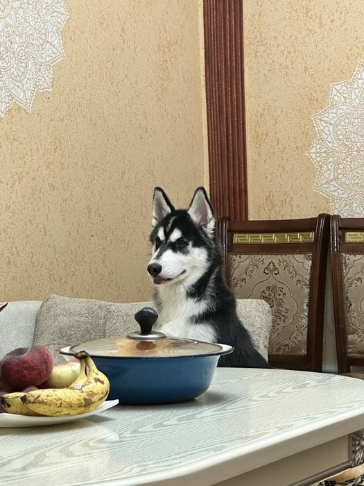 Продается хаски в хорошие руки
