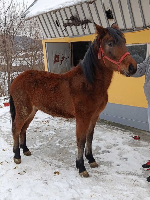 Vând o iapa de 7 ani și o mânza de un an și 5 luni