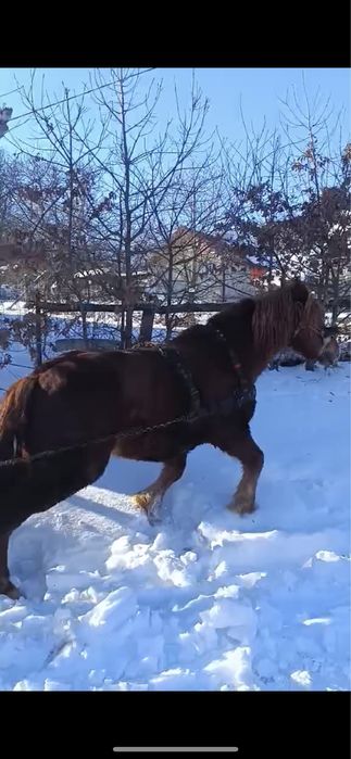 Vand cal castrat de 6 ani