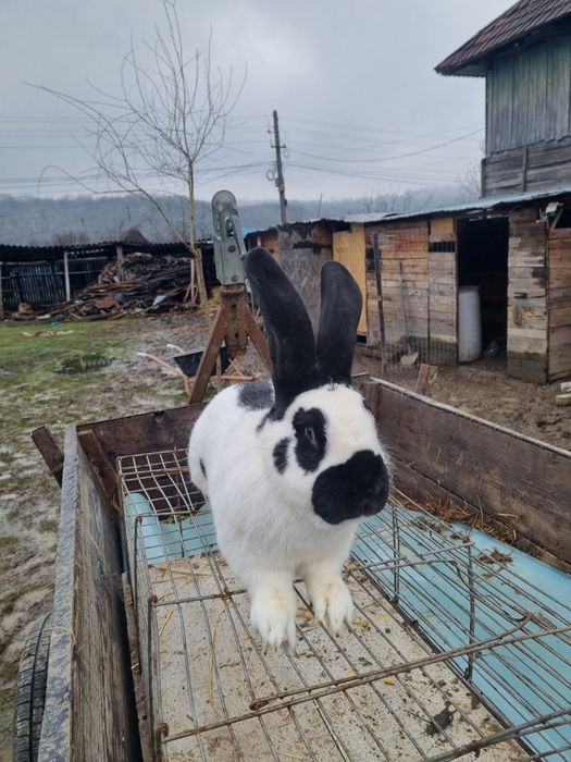 Mascul Fluture Germa