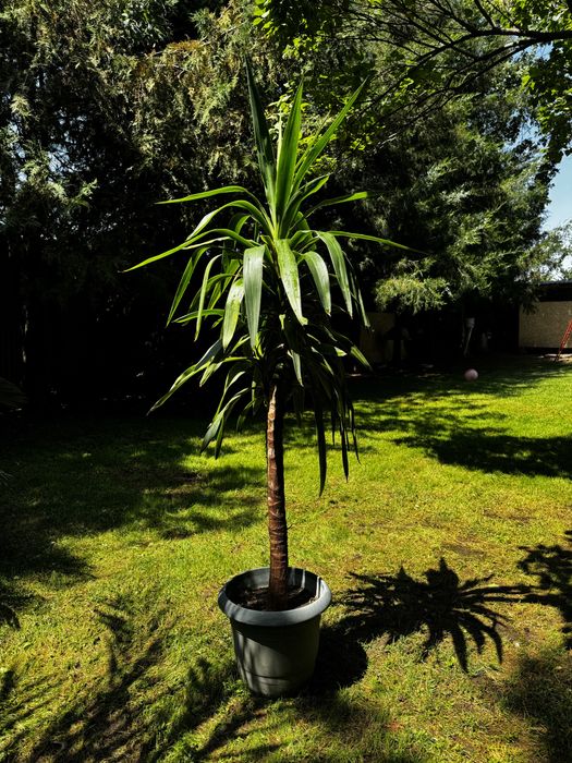 Гигантские пальмы Юкка