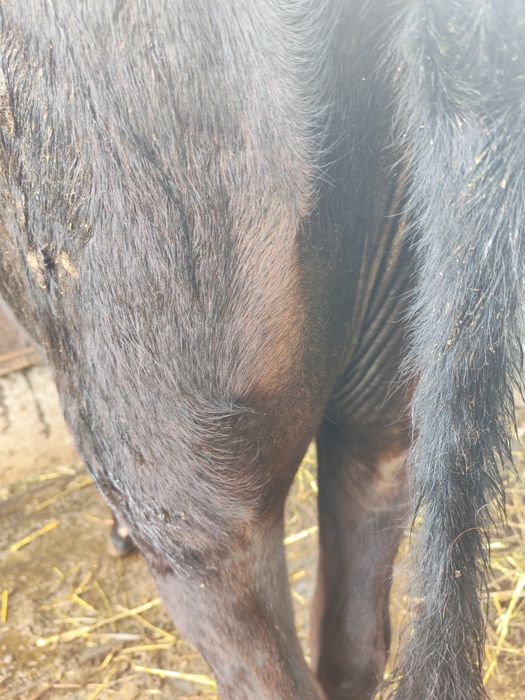 Срочно продам две коров