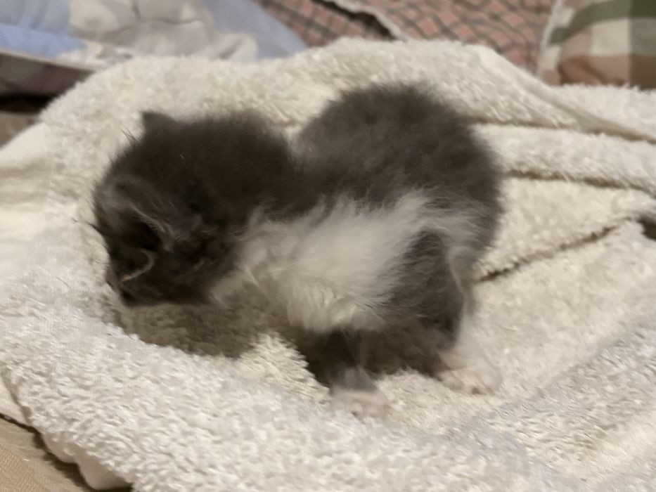Отдам котенка в добрые руки срочно