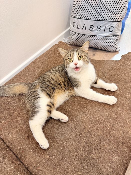 Отдам  кошку бесплатно