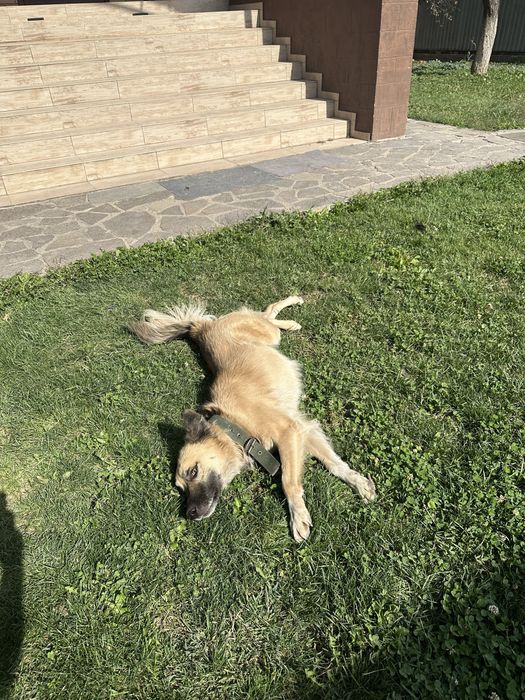 Потерялась собака