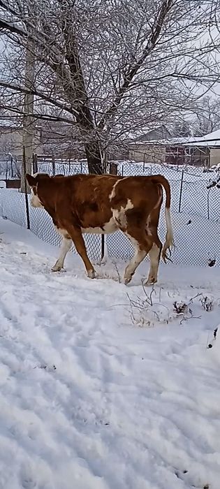 2бас буаз Сименталь сиыр сатылады 3 тайынша Сименталь сатылады