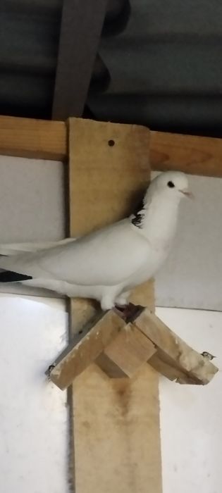 Продам молдых голубей