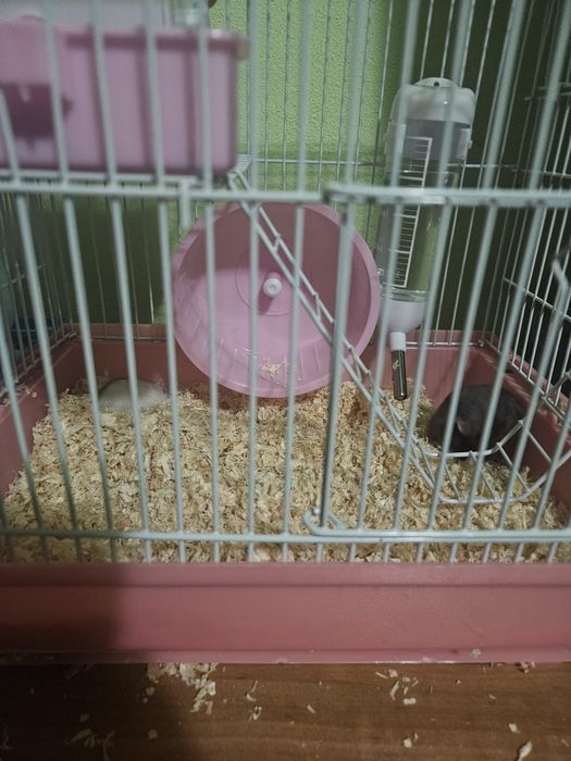 Vând hamsteri maro albi foarte frumosi