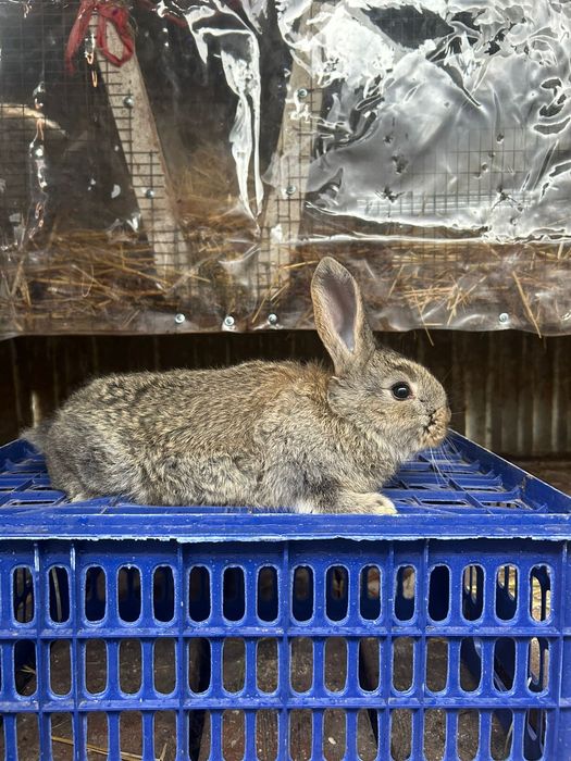 Продам крольчат Фландр.