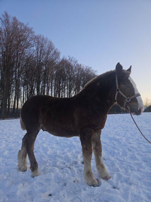 Vând mânz de 6 luni