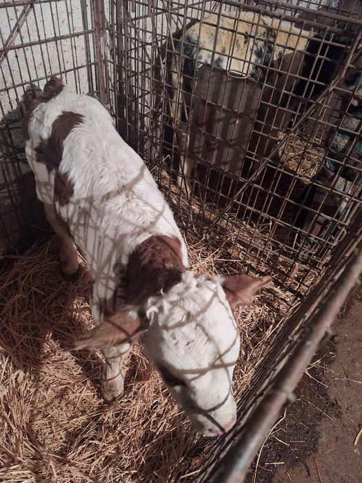 Vând viței asigur transport în România