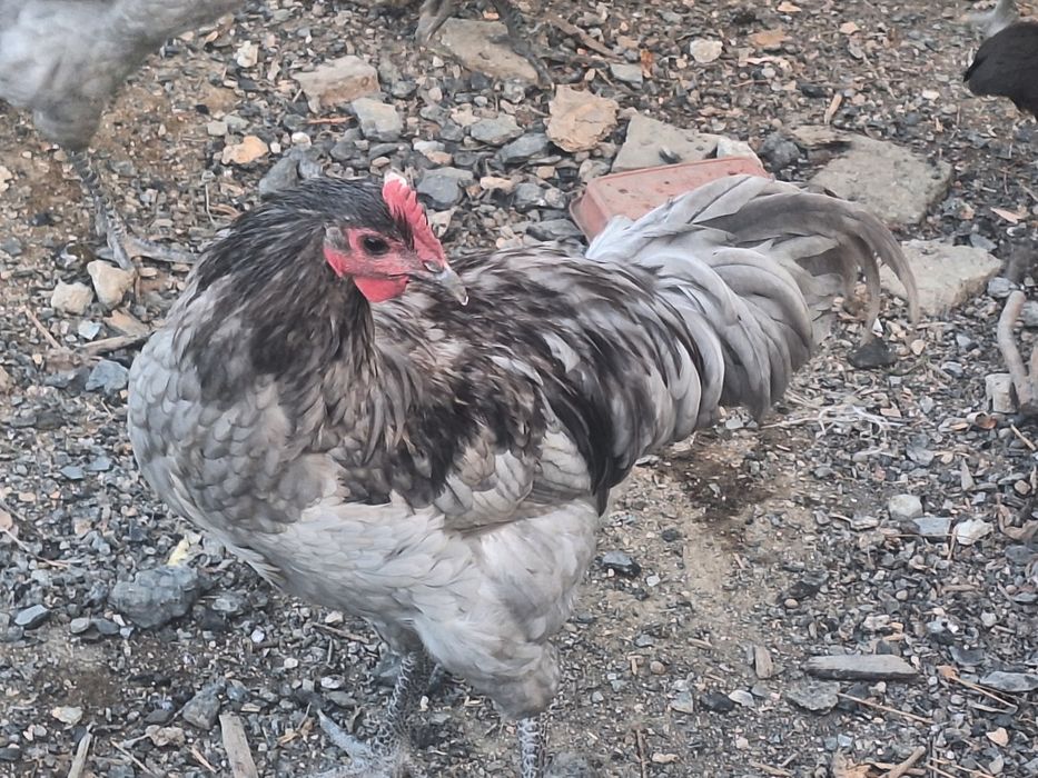 De vânzare cocoși  australorp.
