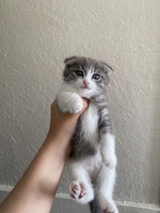 Мысық сатам бағасы 15000