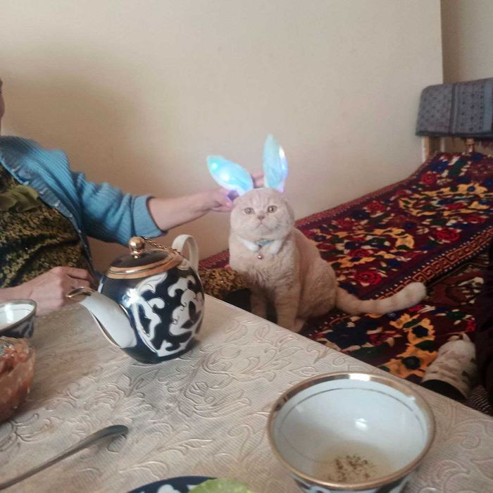 Scottish fold mushuk