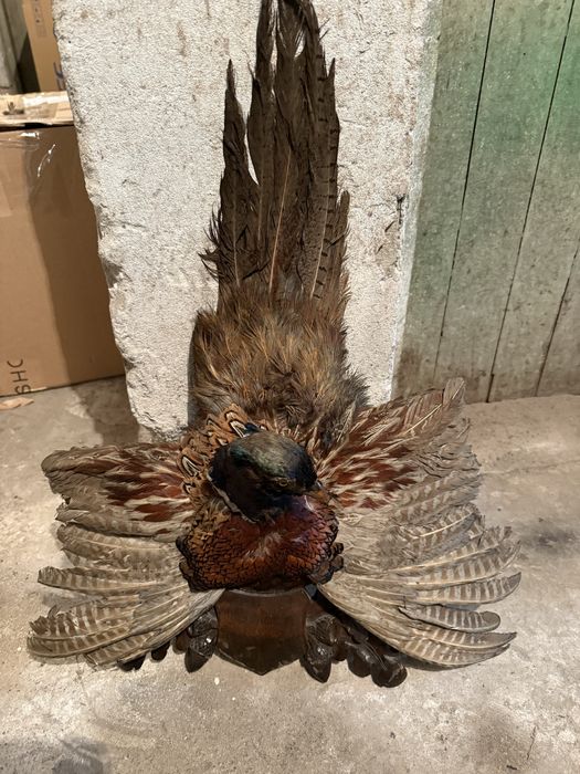 Продавам препариран фазан