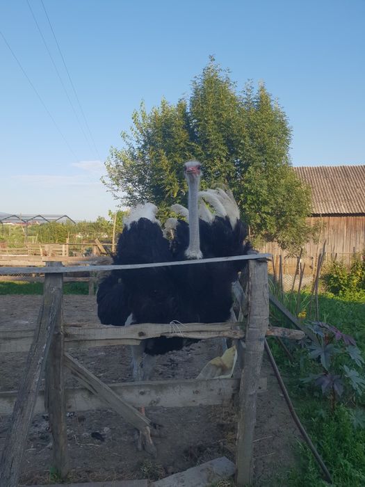 Vad familie de struți