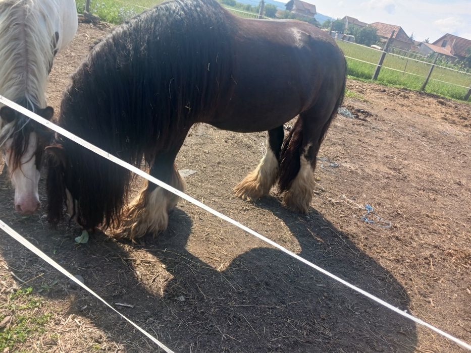 Gipsy vanner armasar