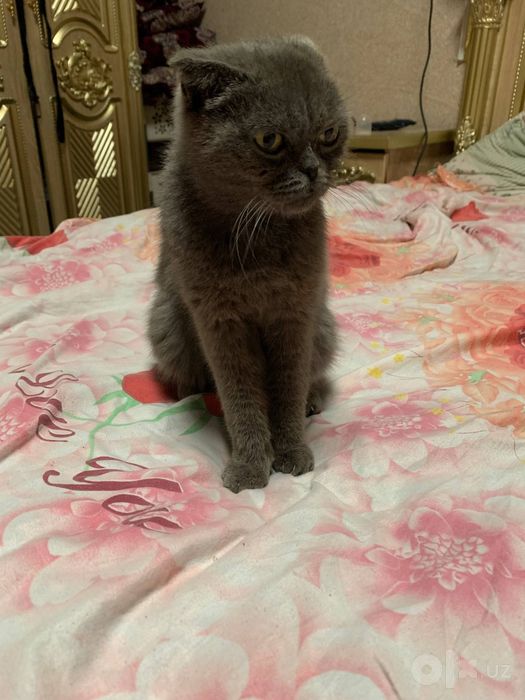 Toza qonli zotdor mushuk