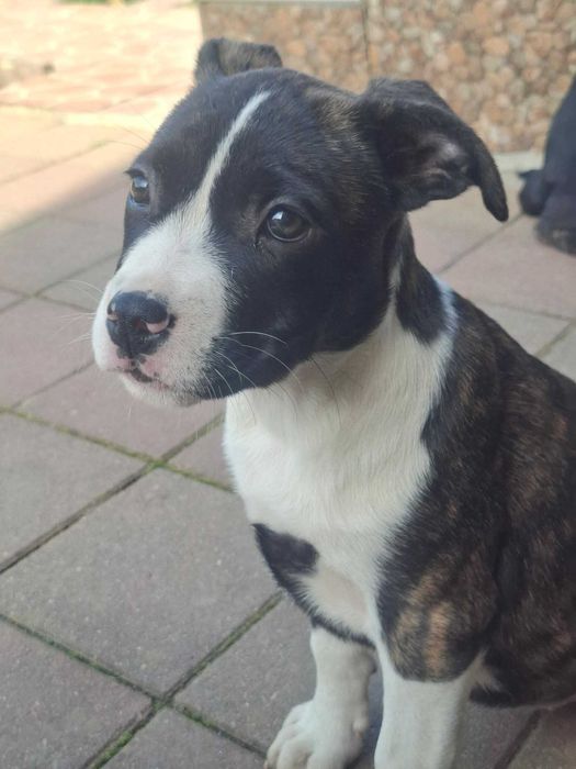 Metis amstaff cu maidanez