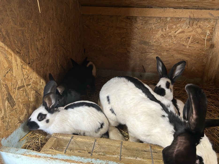 Vand tineret fluture german