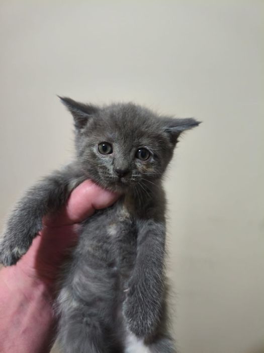 котята,бесплатно