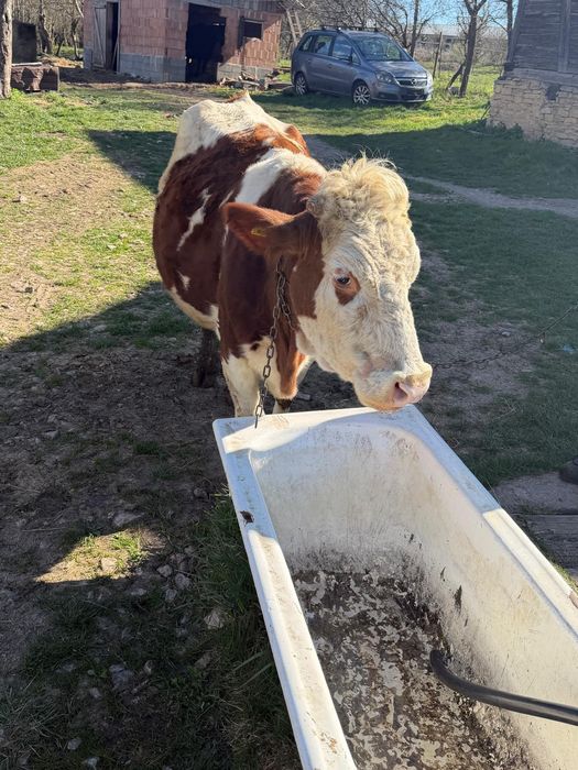 Vaca Bălțata romaneasca