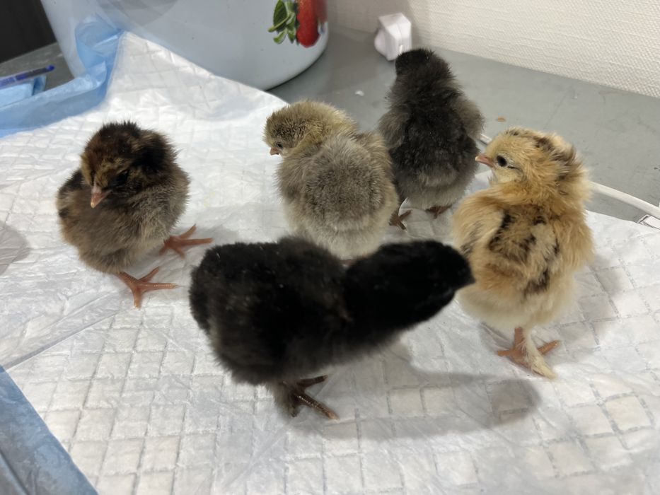 Цыплята домашние