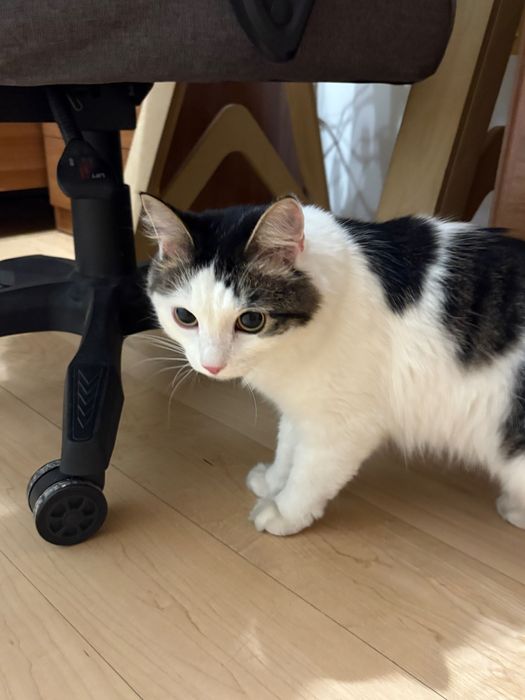 Найден кот/кошка