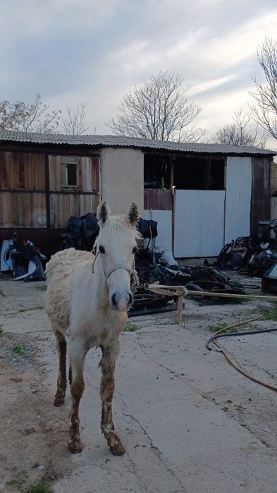 Тай сатылады еркек