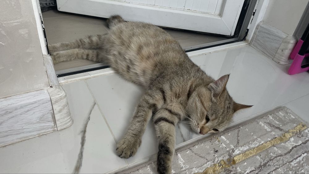 Кошка беременная