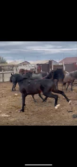 Айғыр сатылады 5 жасар