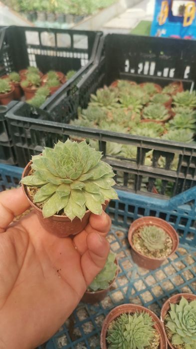 Plante pentru marturii