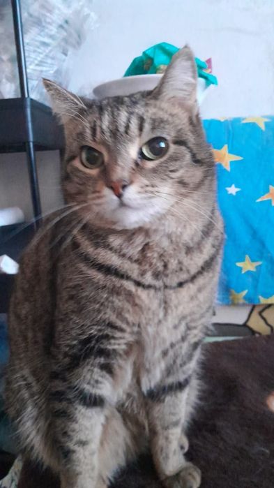 Кошки девочки в добрые руки