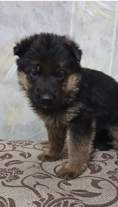 Щенки немецкой овчарки.