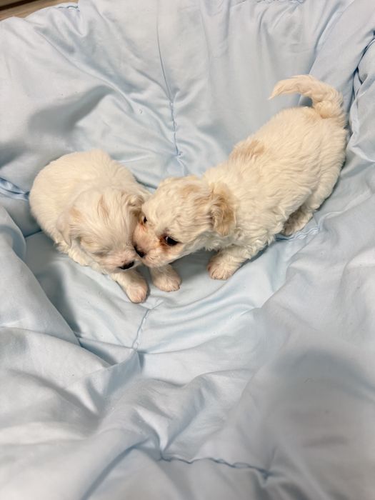 4 căței talie mică își caută familie iubitoare