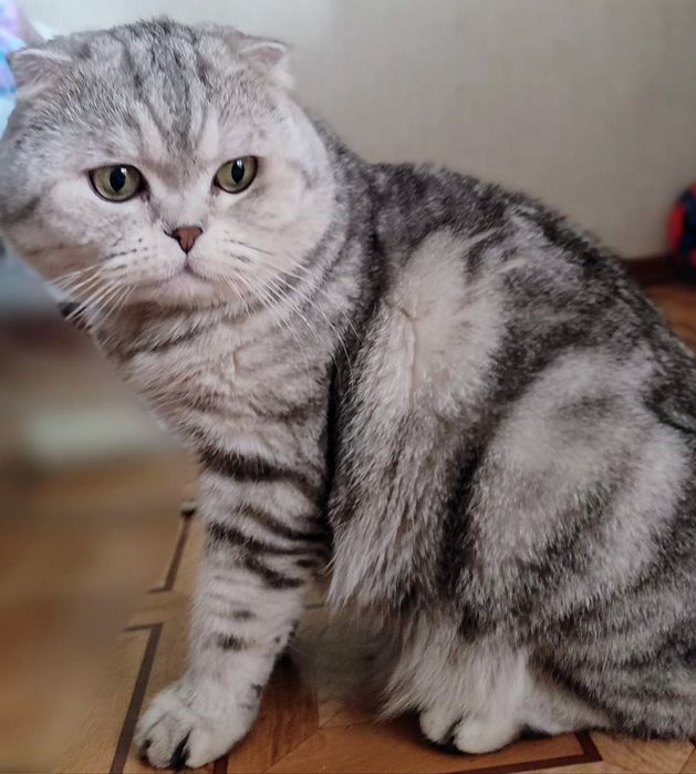 Шотландский кот. Вязка