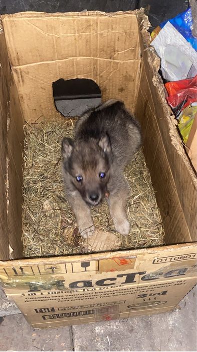 Продам щенок лайка