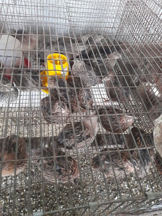 Vind en gros prepelite ldesfintez crescatoria
