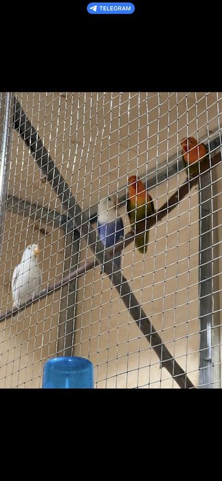 Zotdor qushlar sotiladi