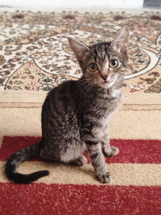 Котята ищу дом отдаюм в добрые руки