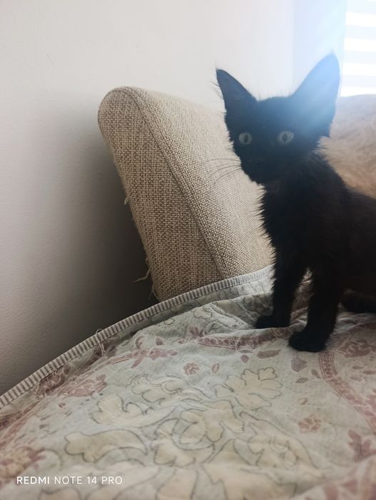 В добрые руки котенок