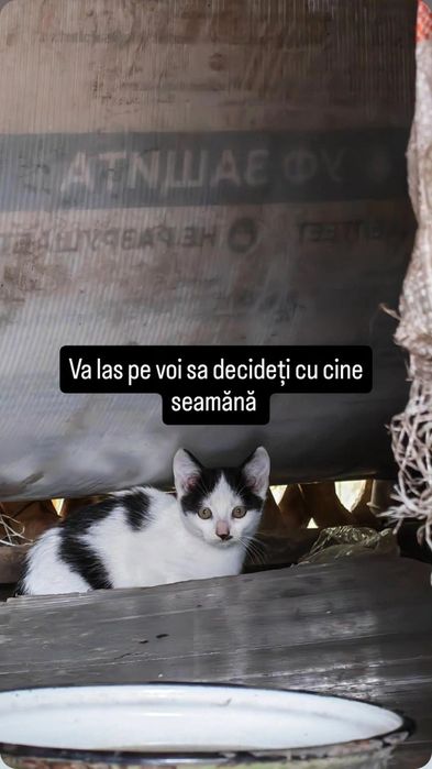 Pisicuțe spre adopție