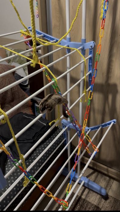 Veverita zburatoare - Sugar Glider + cușca si acceso