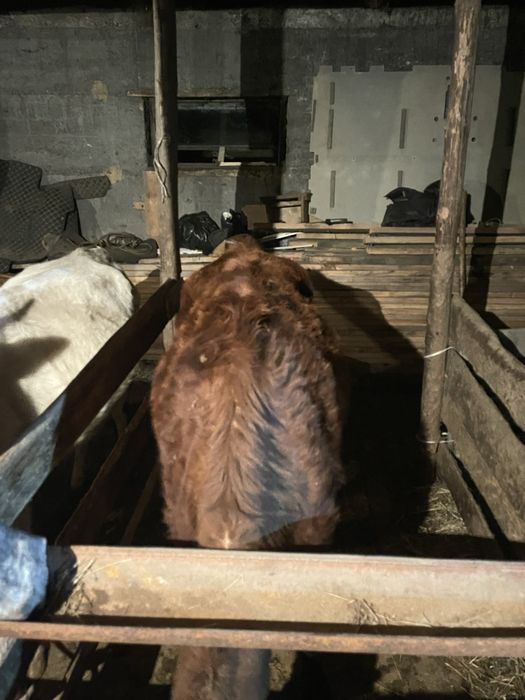 Сиыр сатылады жане бузау