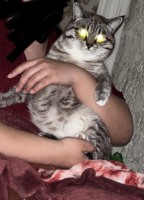 Вязка кота метис сиямского
