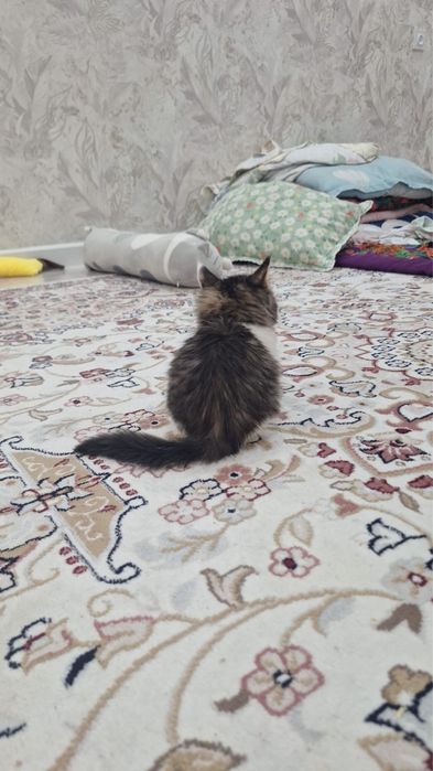 Срочно отдам котенка