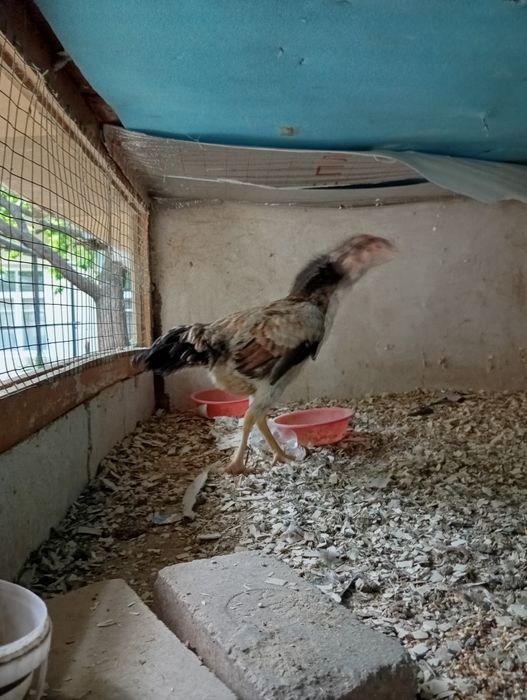 Dakan tovuq zoti kares