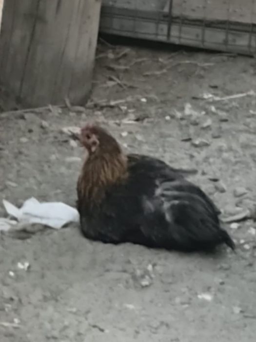 Продам кур домашних